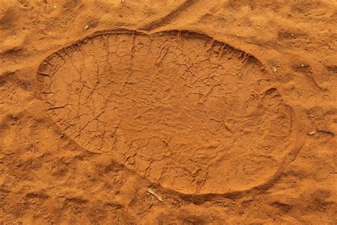 The Elusive Elephant: Tracking its Footprints