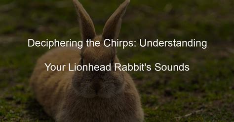 The Elusive Hare: Deciphering the Behavior of Rabbits