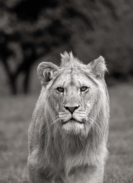 The Elusive Nature of a Lion's Approach