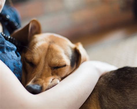 The Emotional Connection: Exploring the Bond Between Humans and Dogs in Dreams