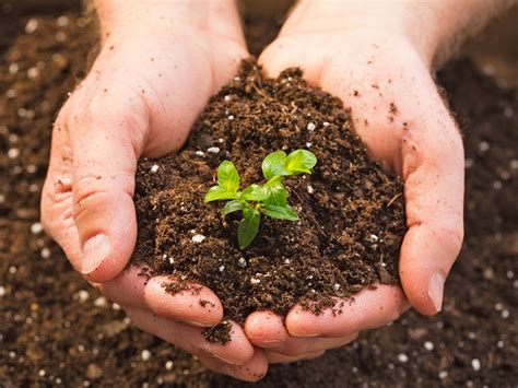 The Emotional Impact of Encountering Soil on the Ground Inside Your Residence