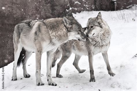 The Emotional Impact of Wolves Pursuing a Married Woman in Dreams