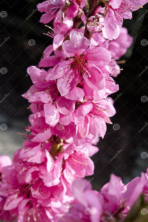 The Emotional Significance of a Blossoming Prunus Persica Tree in One's Dreams