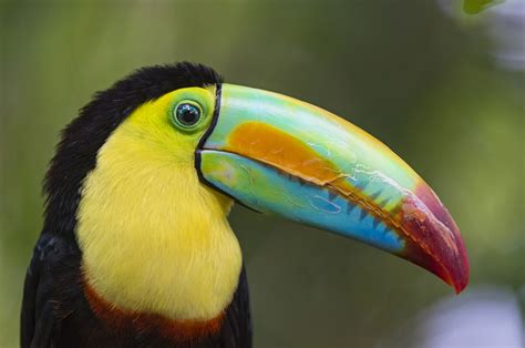 The Enchanting Appeal of Exotic Birds: Captivated by the Toucan's Dazzling Palette