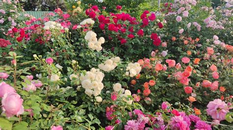 The Enchanting Aroma of Blossoming Roses