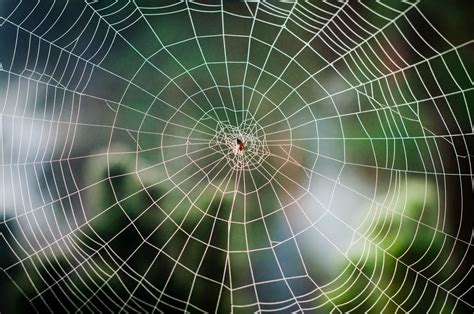 The Enchanting Beauty of Elaborate Spider Webs