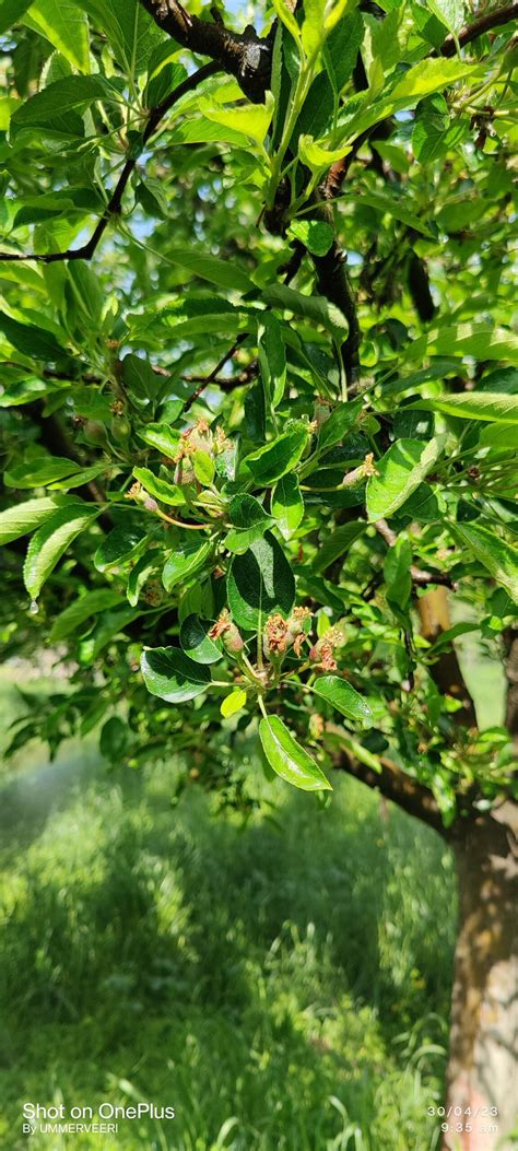 The Enchanting Choreography of Pollinators: Mother Nature's Secret to Apple Tree Fruition