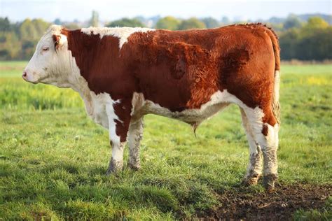 The Enchanting Life of an Adorable Male Cow