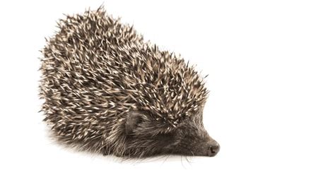 The Enchanting Realm of Hedgehogs: A Glimpse into Their Enigmatic Existence