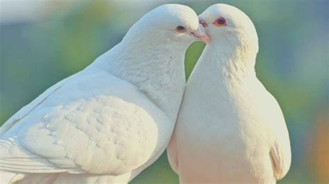 The Enchanting Reveries of a Graceful Pair of Doves