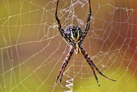 The Enchanting Splendor of a Multihued Spider's Web