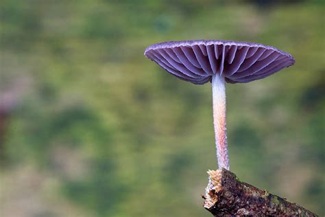 The Enchanting World of Fungi