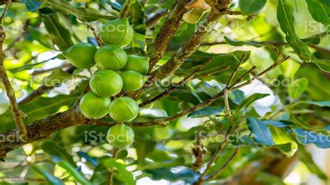 The Enchanting World of Macadamia: Unveiling the Wonder of this Irresistible Delicacy