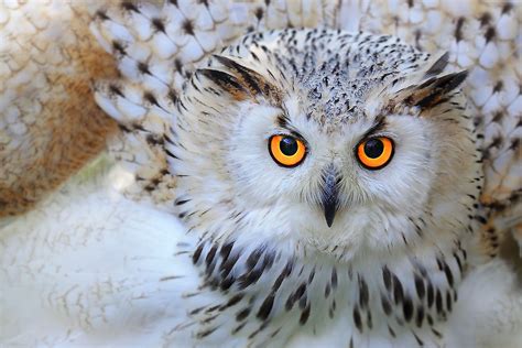 The Enchanting World of Owls: Fascinating Facts and Traits