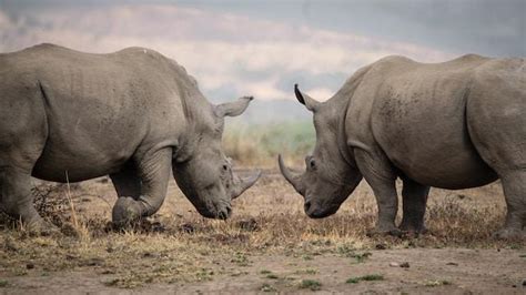 The Enchanting World of Rhinoceroses: An Intimate Exploration of These Majestic Beings