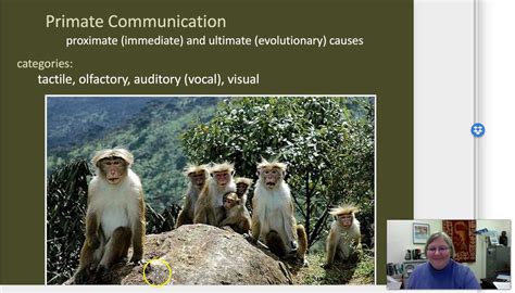 The Enchantment of Primate Communication: Insights into Establishing Strong Connections