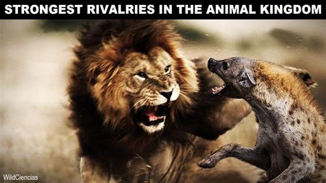 The Endless Feud: A Timeless Rivalry in the Animal Kingdom