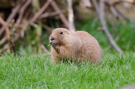 The Enigma Surrounding the Emergence of a Gopher in One's Dreams