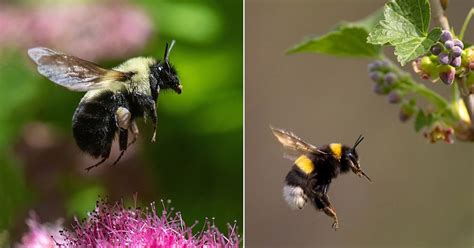 The Enigma of a Bumblebee's Sting