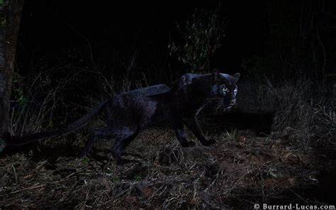 The Enigmatic Arrival: When the Shadowy Panther Emerged in My Vision