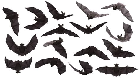 The Enigmatic Aura of Bats: Delving into their Symbolic Significance
