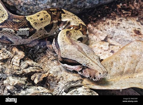 The Enigmatic Boa Constrictors of South America