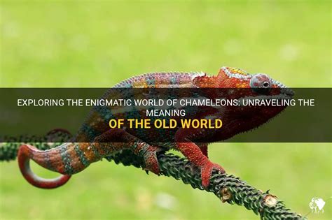 The Enigmatic Charms of the Chameleon