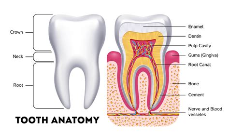 The Enigmatic Choice of Departing Dental Structures