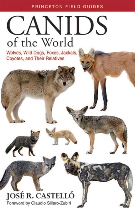 The Enigmatic Conduct of Jackals: Observations and Hypotheses