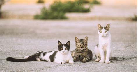 The Enigmatic Connection: Unveiling the Mystical Relationship Between Sorceresses and Ebony Felines