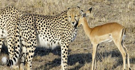 The Enigmatic Connection Between Cheetahs and Dreams