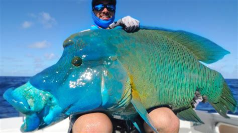 The Enigmatic Dream: A Woman's Unusual Face-to-Face with a Giant Marine Animal