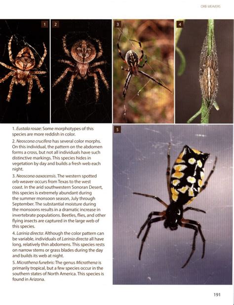 The Enigmatic Encounter: Arachnid and Lepidopteran