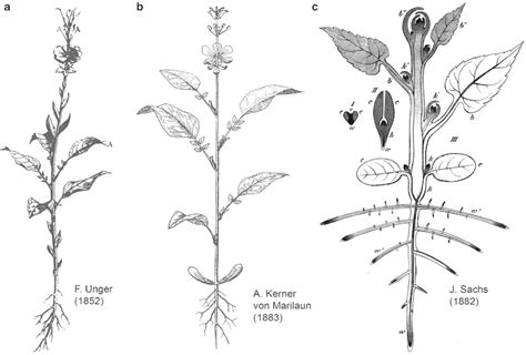 The Enigmatic Force of an Envisioned Leafy Plant