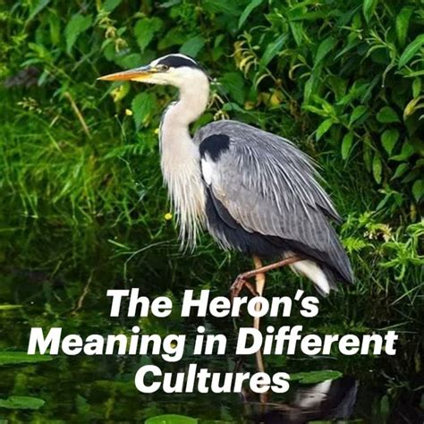 The Enigmatic Heron: Symbolism and Meaning