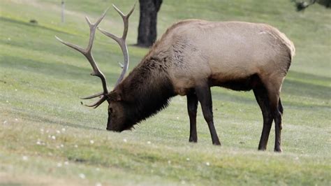 The Enigmatic Life of Elk Beyond the Woodlands