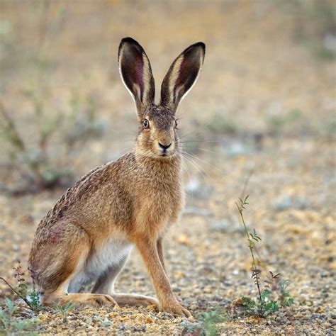 The Enigmatic Link Between the Ebony Hare and Enigma and Suspense