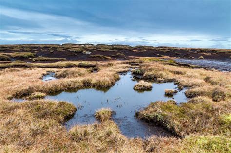 The Enigmatic Origins of the Desiccated Bog