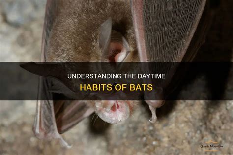 The Enigmatic Realm of Bats: Understanding their Nighttime Habits