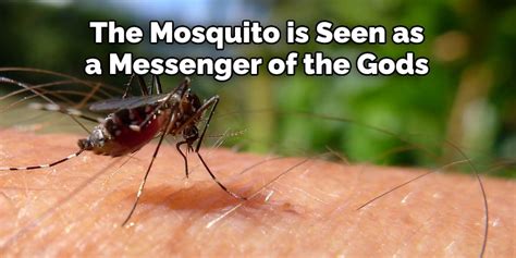 The Enigmatic Significance of Mosquitoes in a Gentleman's Vision