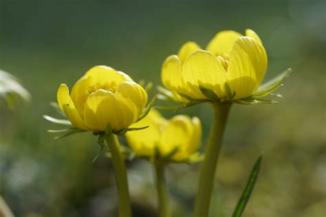 The Enigmatic Significances of Aconite in One's Dreams