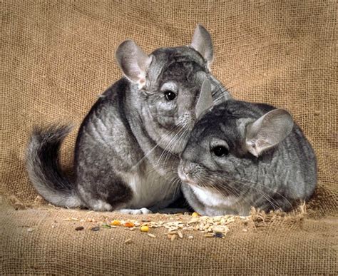 The Enigmatic World of Chinchillas