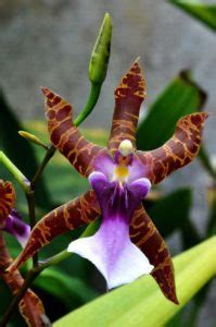 The Enigmatic World of Orchids: An Intriguing Voyage