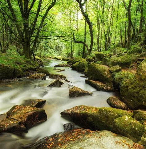 The Enthralling Allure of a Woodland Stream