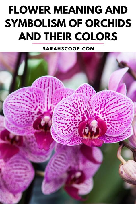 The Epitome of Grace: Symbolism in Orchids