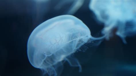 The Ethereal Blue: The Fascination of a Translucent Sea