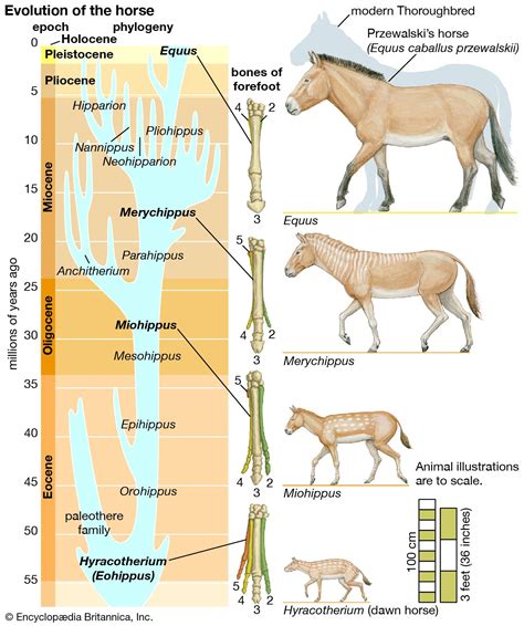 The Evolution of Horse Domestication