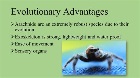 The Evolutionary Advantage of a Coated Exoskeleton for Arachnids