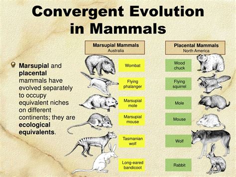 The Evolutionary Marvel: A Unique Mammal