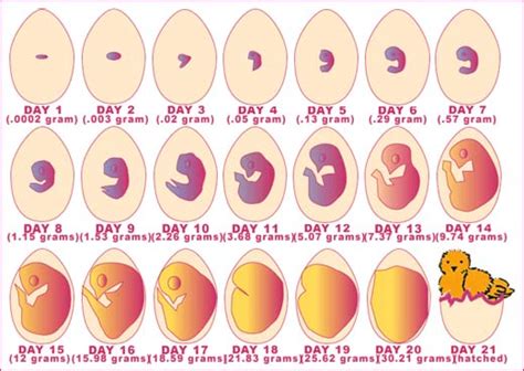 The Evolutionary Significance Behind a Chick's Appetite for Eggs